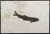 Rare, Notogoneus Fossil Fish Wall Mount - (Special Price) #51339-1
